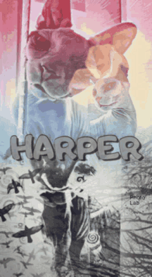 Harper Cat GIF - Harper Cat Cute GIFs
