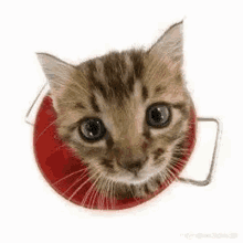 Cat Funni GIF - Cat Funni GIFs