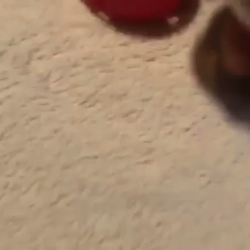 perc30 gif
