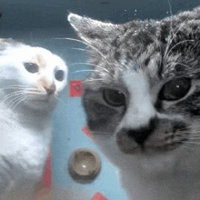 a close up of two cats looking at each other in a tank .