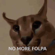Folpa Floppa GIF - Folpa Floppa Noo GIFs