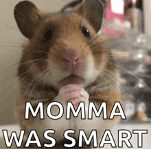 a picture of a hamster with the words momma was smart above it