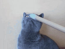 Cat Katumbas GIF - Cat Katumbas Surprised Cat GIFs