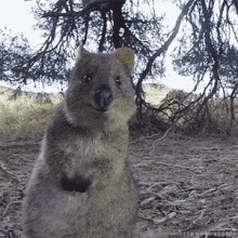 Yes Really GIF - Yes Really Quokka GIFs