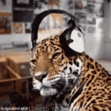 Go To The Beat Cheetah GIF - Go To The Beat Cheetah Headphones GIFs