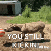 Donkey Is Playing With Inflatable Ball Viralhog GIF