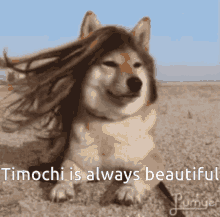 Timochi Beautiful GIF