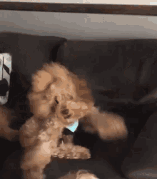 Dog Spaz GIF - Dog Spaz Cant Dance GIFs