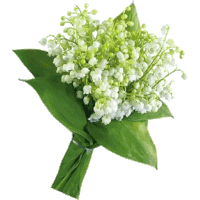 a bouquet of lily of the valley flowers with green leaves on a white background
