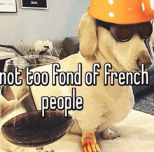 French French People GIF - French French People Dog GIFs