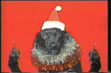 Dog Christmas Hat GIF - Dog Christmas Hat Conductor GIFs