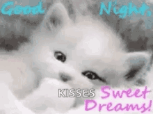Cute Cat Sweet Dreams GIF - Cute Cat Sweet Dreams Cat GIFs