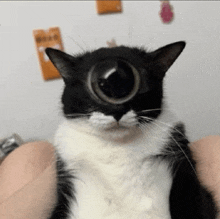 a black and white cat with a bubble in its eye