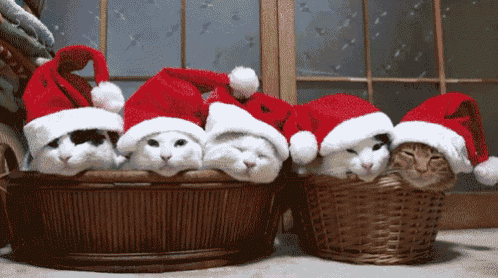 メリークリスマス 猫 ネコ ねこ GIF - Cat Basket Christmas - Discover & Share GIFs