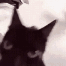 Cat Black GIF - Cat Black Crazy GIFs