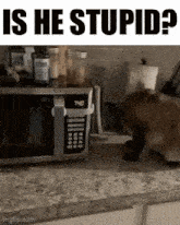 Cat Microwave GIF - Cat Microwave GIFs