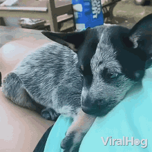 Puppy Lying On Tummy Viralhog GIF