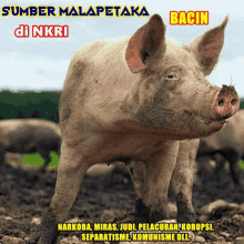 Pig Babi GIF - Pig Babi Pigs GIFs