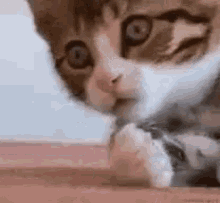 Cat Amazed GIF - Cat Amazed Gasp GIFs