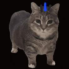 a cat with a blue pen on its head looks at the camera