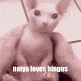 Naiya Loves Bingus Naiya Bingus GIF - Naiya Loves Bingus Naiya Bingus Naiya GIFs