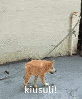 a dog is walking on a leash with the words kiusuli written on the bottom