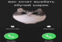 a picture of a cat on a phone screen with the words " вас хочет выебать " on it