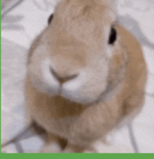 Item Asylum Slungus GIF - Item Asylum Slungus Rabbit GIFs
