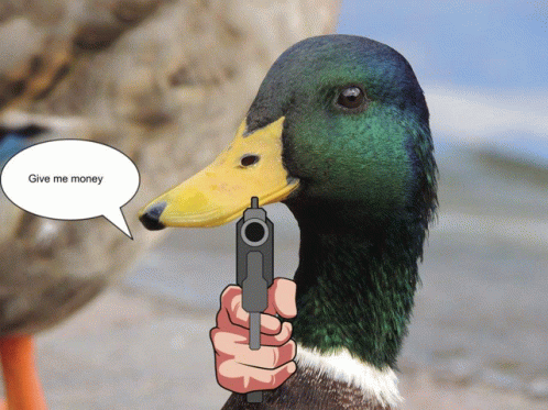 Duck Mugging Duck Based Wealth Removal GIF - Duck Mugging Duck Based ...