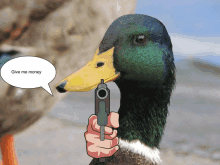 Duck Mugging Duck Based Wealth Removal GIF - Duck Mugging Duck Based Wealth Removal GIFs