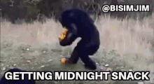 Hungry Monkey Midnight Snack GIF - Hungry Monkey Midnight Snack Between The Break GIFs