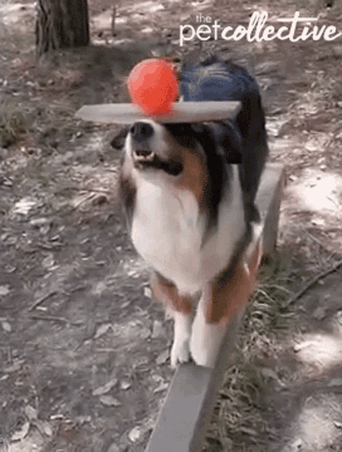 Video: Dog balances tower of treats on his nose