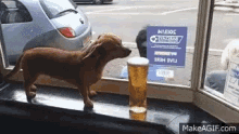 Dog Likes Beer Drunken Dog GIF - Dog Likes Beer Drunken Dog Drink GIFs