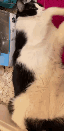 Oreo Cat GIF - Oreo Cat Chonk GIFs