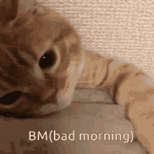 Bm Badmorning GIF - Bm Badmorning Catbm GIFs