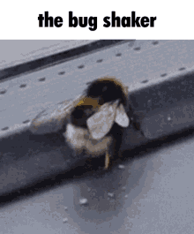 Bug Shaker Thug Shaker GIF