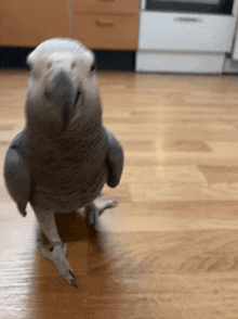 a grey and white parrot standing on its hind legs