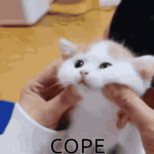 Catcope Cat GIF