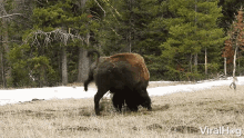 Buffalo Bison GIF - Buffalo Bison Kick GIFs