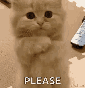 Please Cat Meme