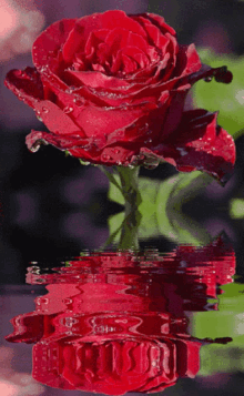 Red Rose In Water5 Red Love GIF