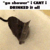 Shower Cat GIF - Shower Cat Showering Cat GIFs