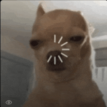 a close up of a dog 's face with a white circle on it 's nose .