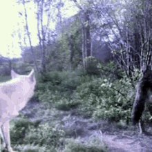 Wolves Wolf GIF - Wolves Wolf Im Out GIFs