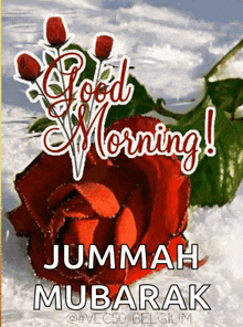 a red rose with the words good morning jummah mubarak written on it