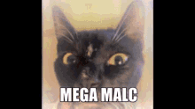 Malcom Idiot GIF - Malcom Idiot Cat GIFs