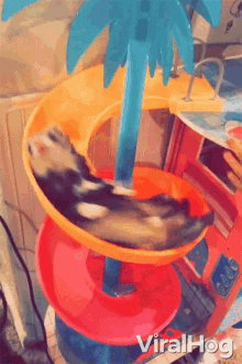Sliding Viralhog GIF - Sliding Viralhog Ferret Swirls GIFs