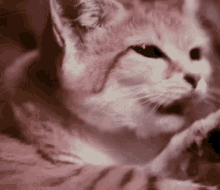 Sand Cat GIF - Sand Cat Sandcat GIFs