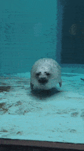 a seal is swimming in a tank with a blue background