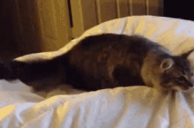 Wiggle Cat GIF - Wiggle Cat Cute GIFs
